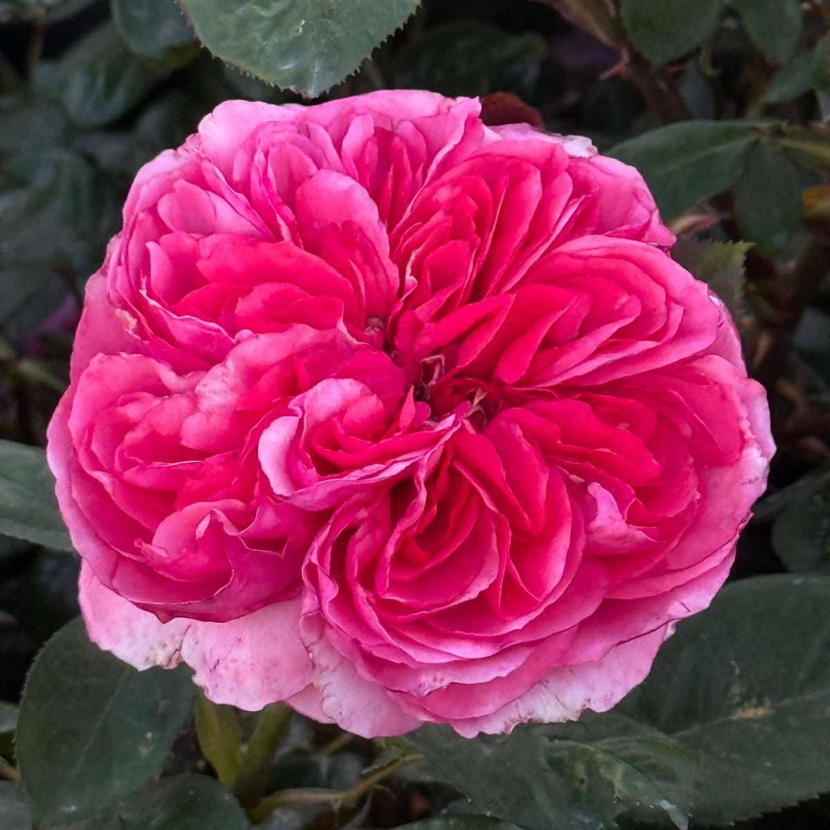 Rose - Loves Me, Loves Me Not