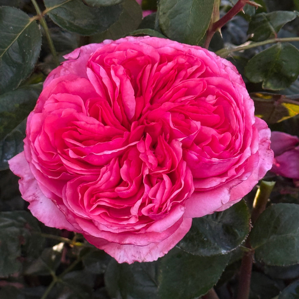 Rose - Loves Me, Loves Me Not