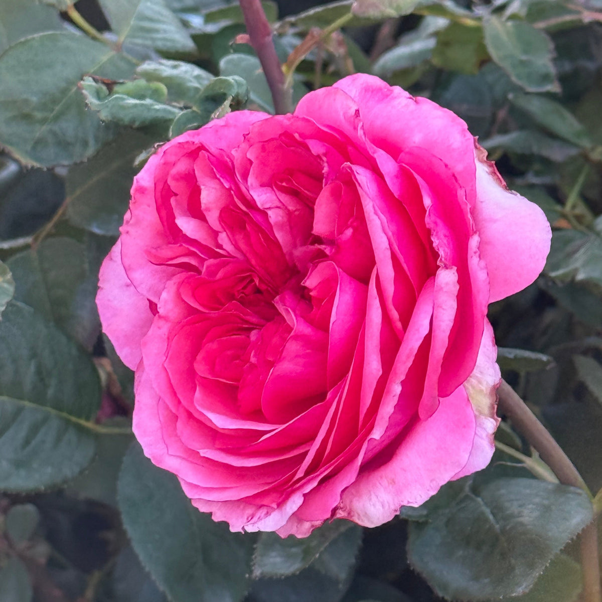 Rose - Loves Me, Loves Me Not