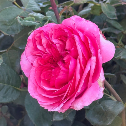 Rose - Loves Me, Loves Me Not