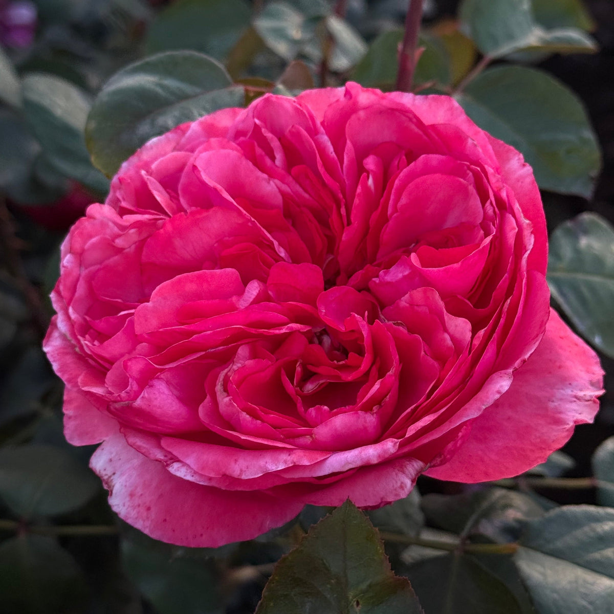 Rose - Loves Me, Loves Me Not