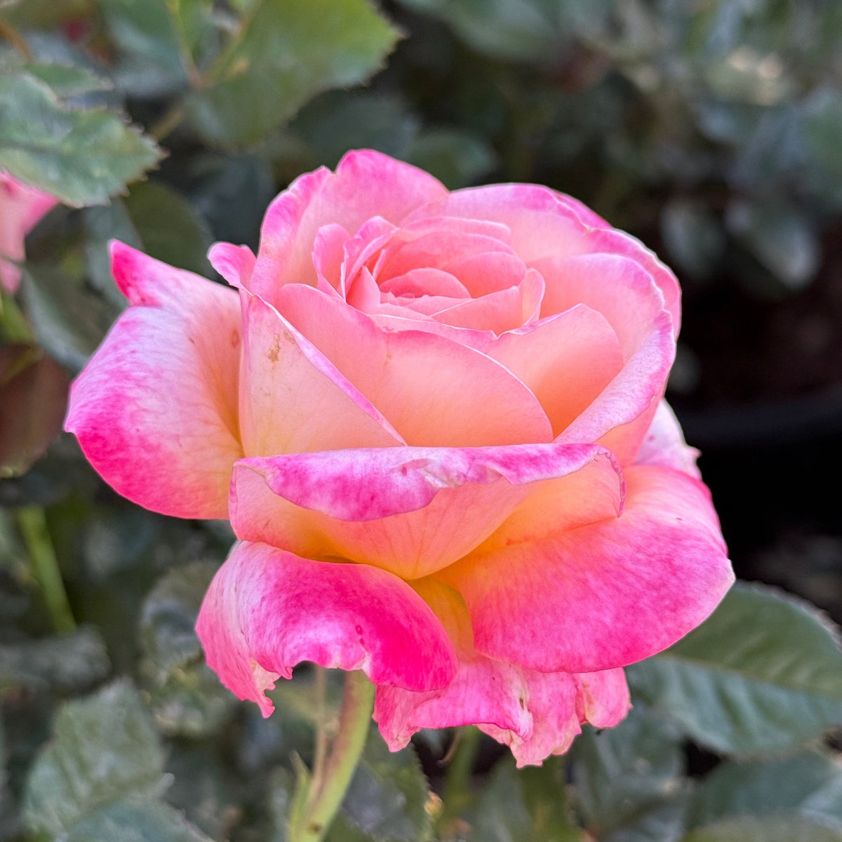 Rose - Enchanted Peace