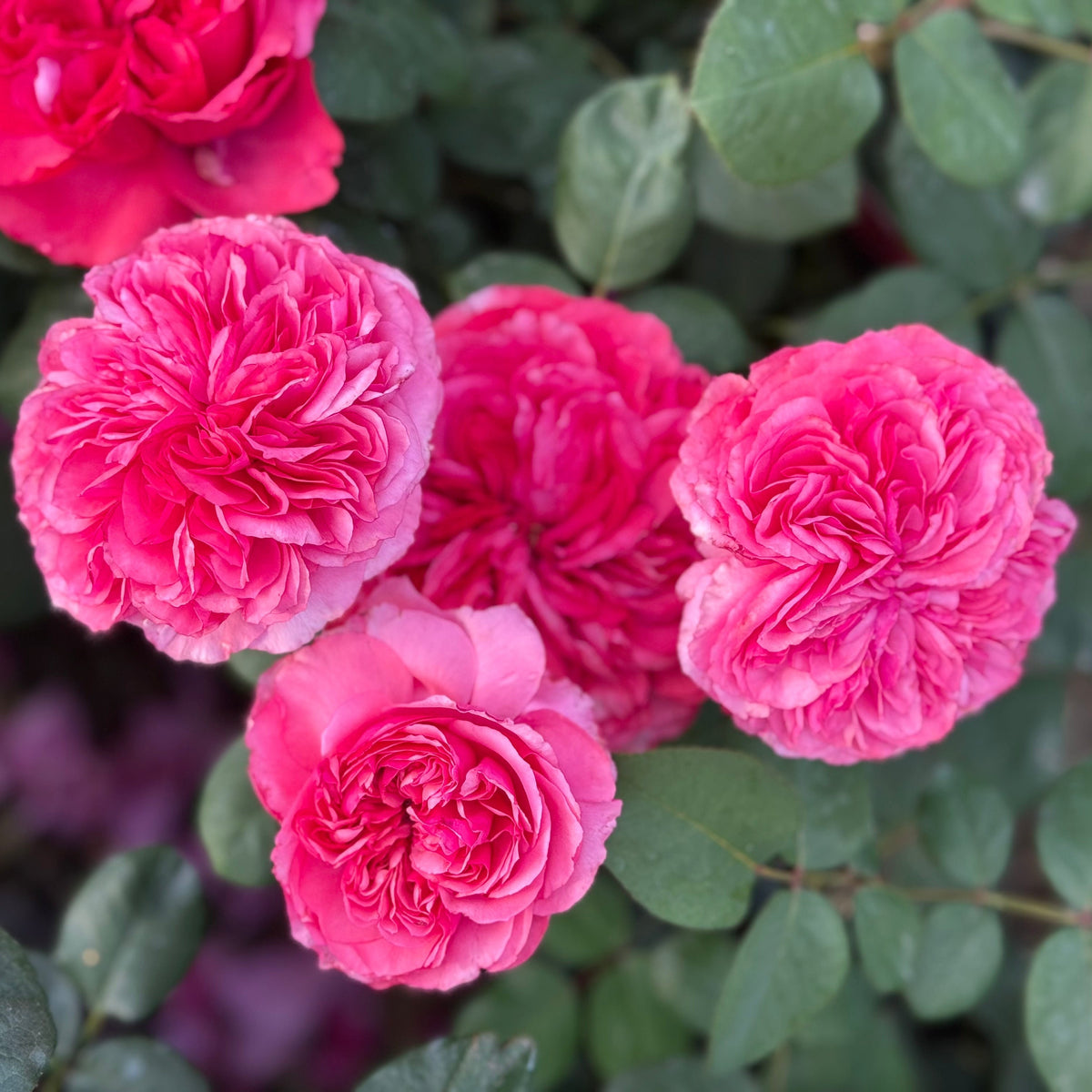 Rose - Loves Me, Loves Me Not