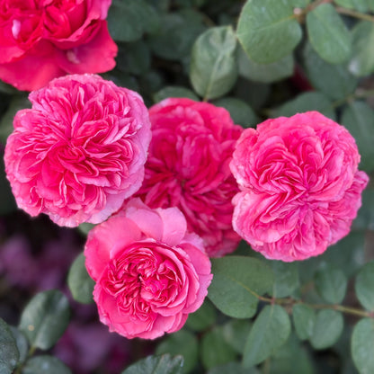 Rose - Loves Me, Loves Me Not