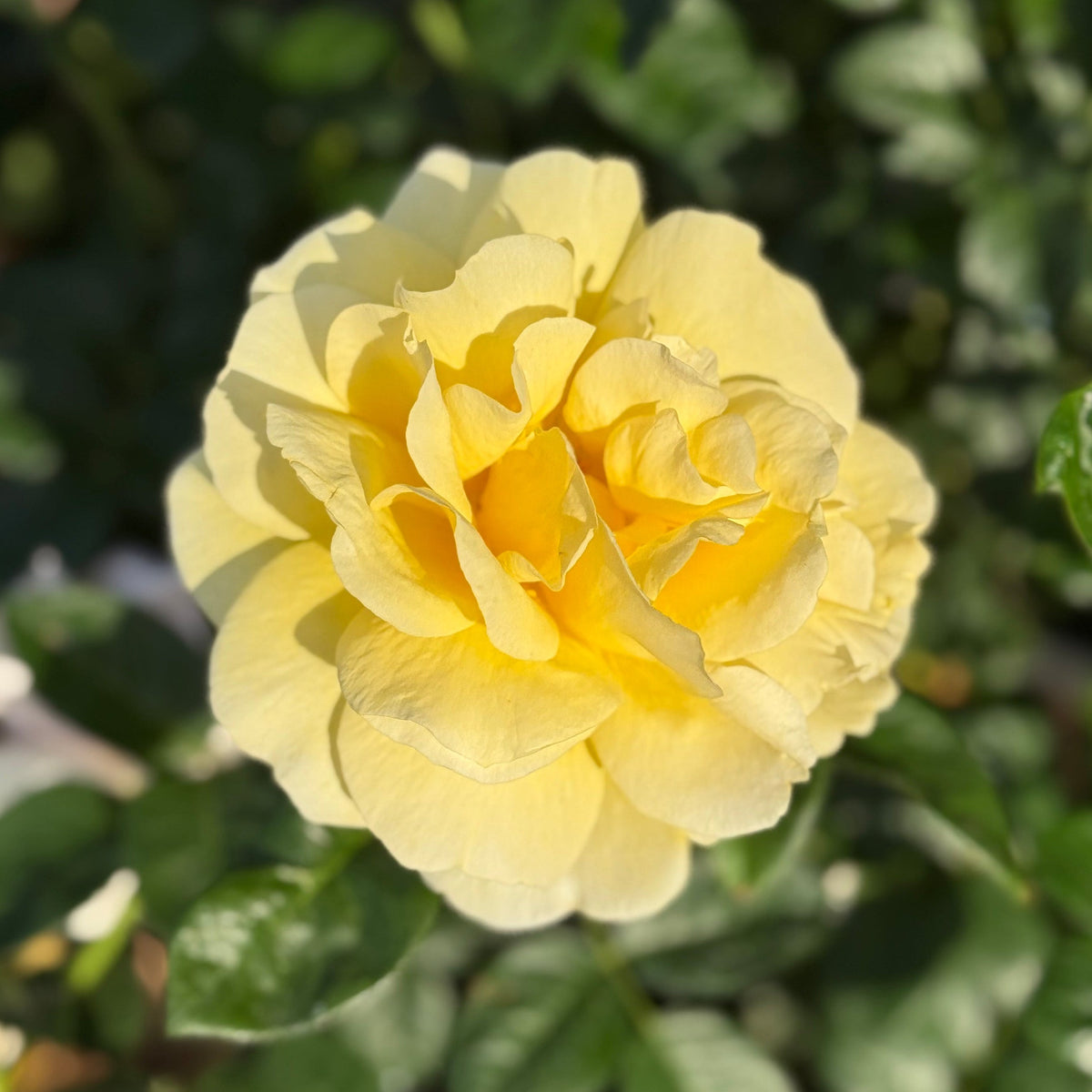 Rose - Michelangelo