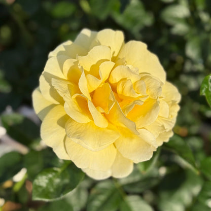 Rose - Michelangelo