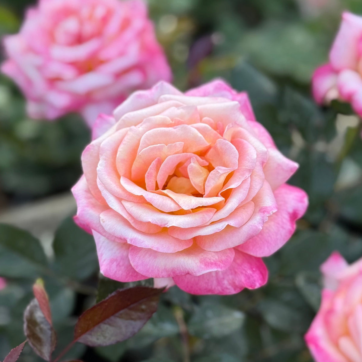 Rose - Enchanted Peace