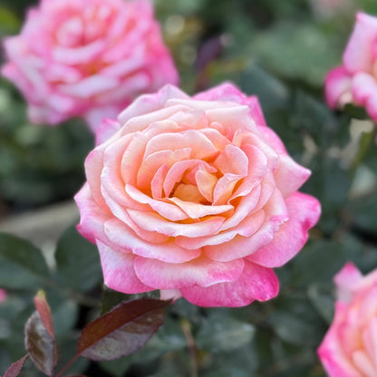 Rose - Enchanted Peace