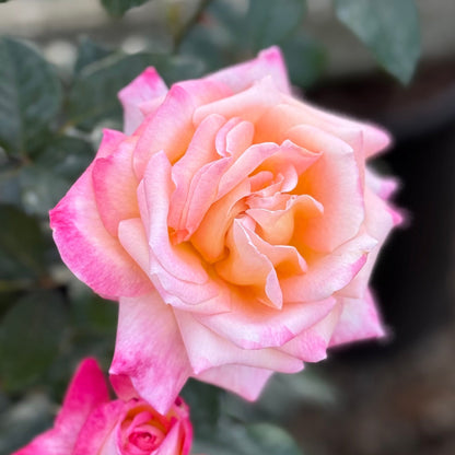 Rose - Enchanted Peace