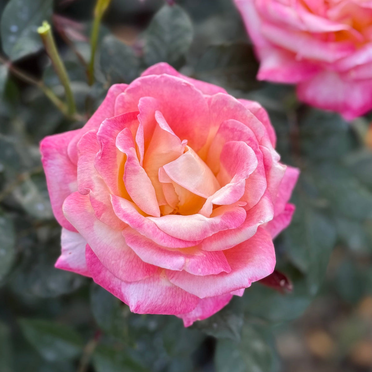 Rose - Enchanted Peace