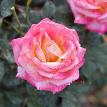 Rose - Enchanted Peace