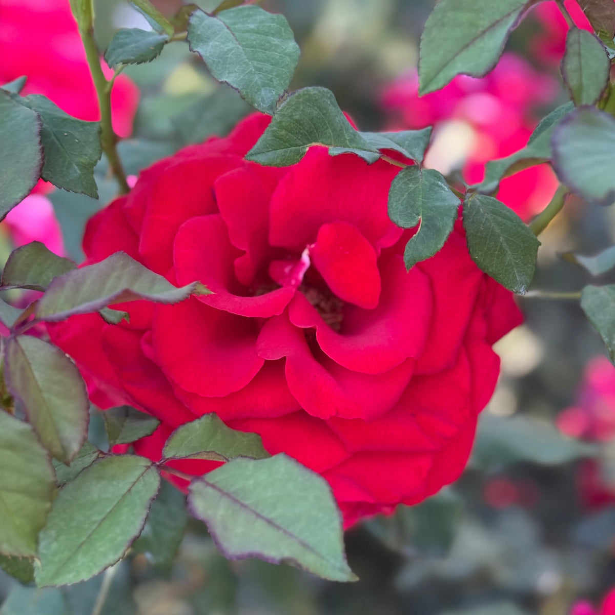 Rose - Love's Promise