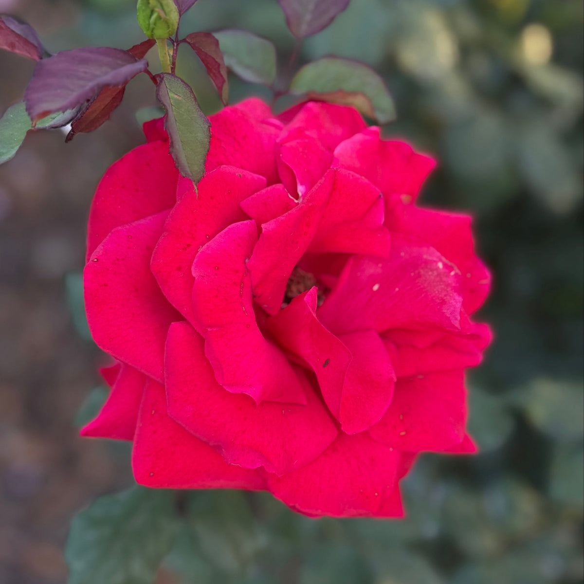 Rose - Love's Promise