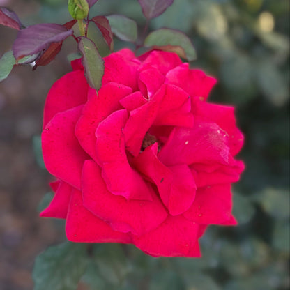 Rose - Love's Promise