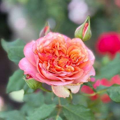 Rose - Sunbelt Crazy Love