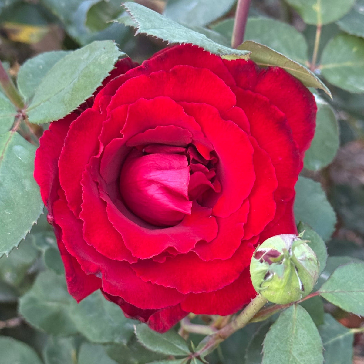 Rose - Love's Promise