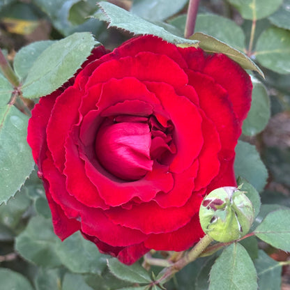 Rose - Love's Promise