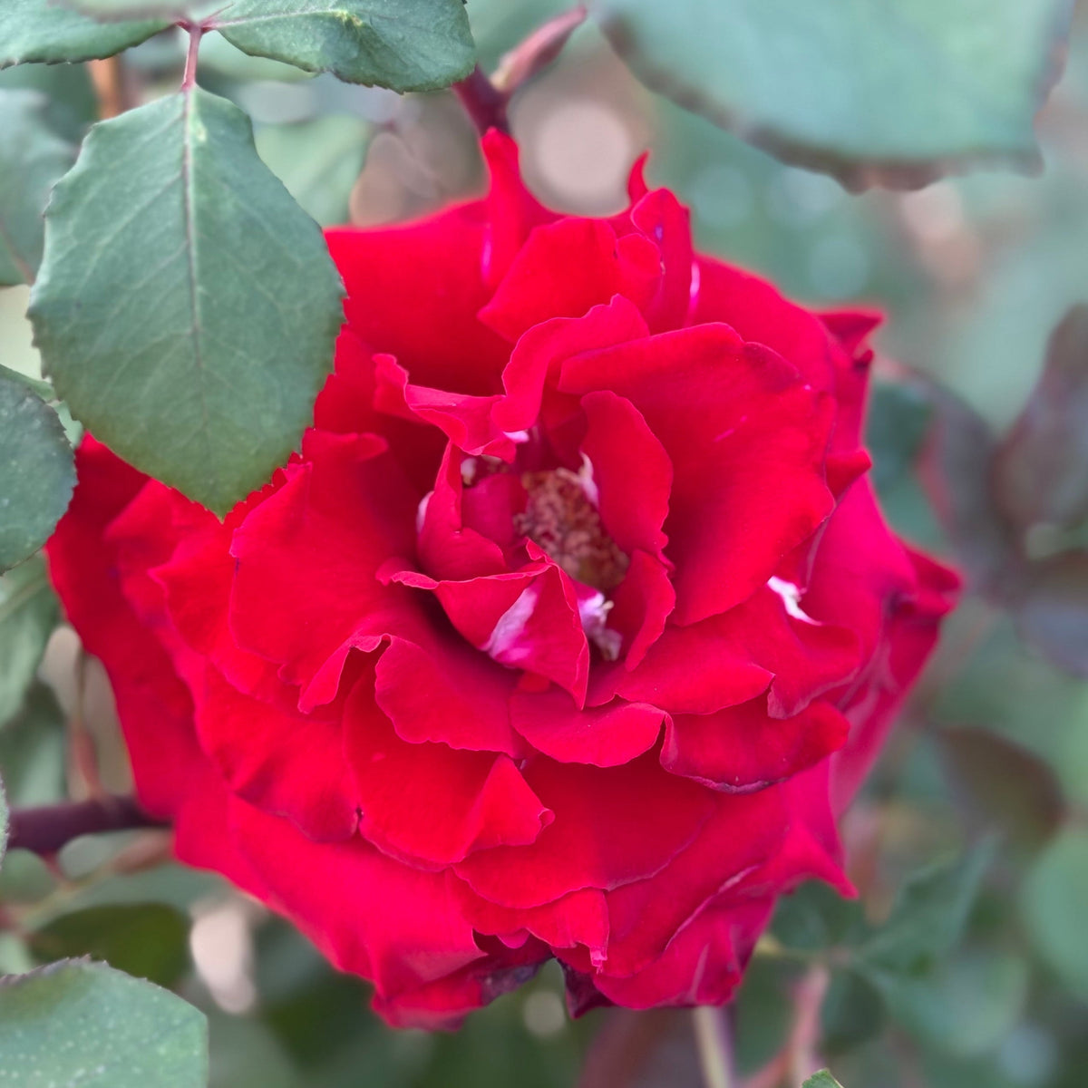 Rose - Love's Promise