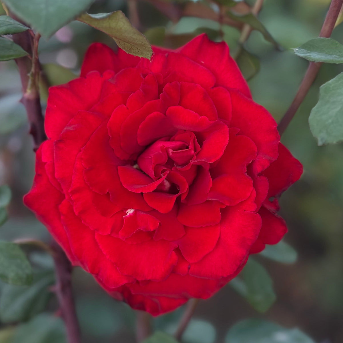 Rose - Love's Promise