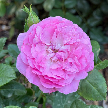 Rose - Orchid Romance