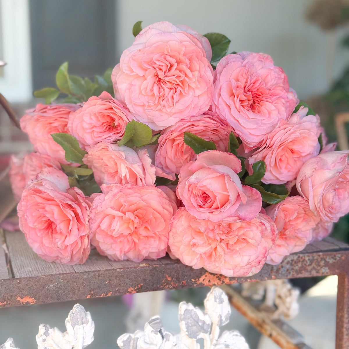 Rose - Sunbelt Savannah