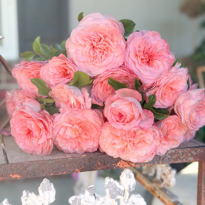 Rose - Sunbelt Savannah