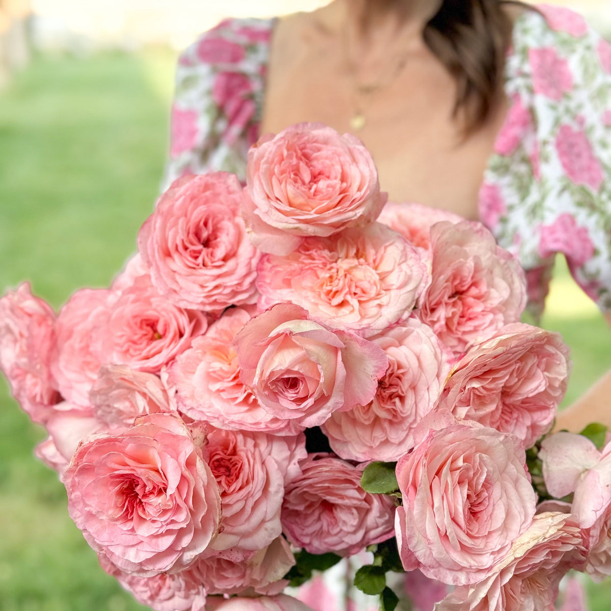 Rose - Sunbelt Savannah
