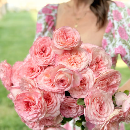Rose - Sunbelt Savannah