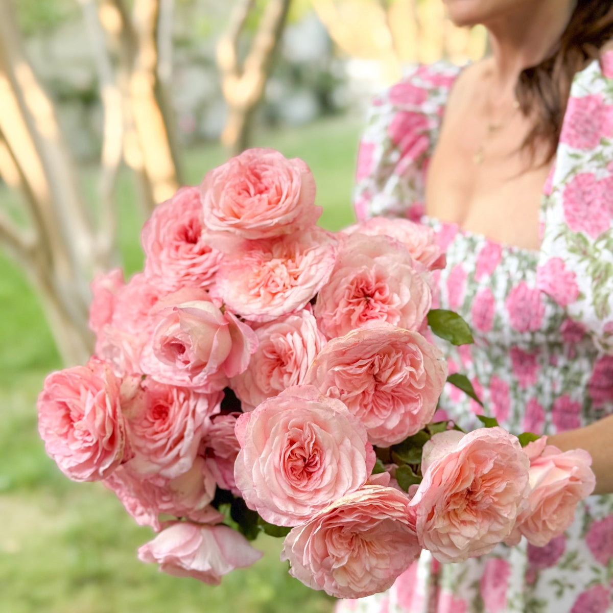Rose - Sunbelt Savannah