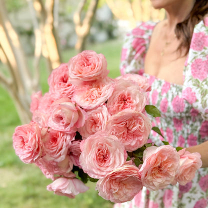 Rose - Sunbelt Savannah