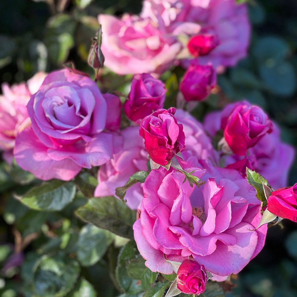 Rose - Barbra Streisand