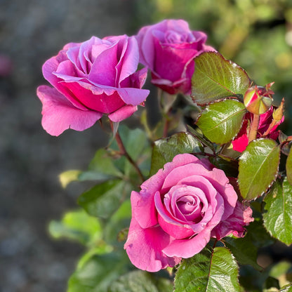 Rose - Barbra Streisand