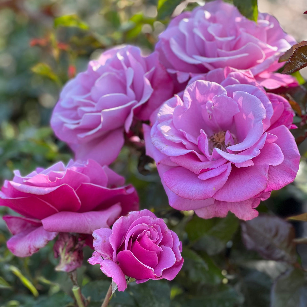 Rose - Barbra Streisand