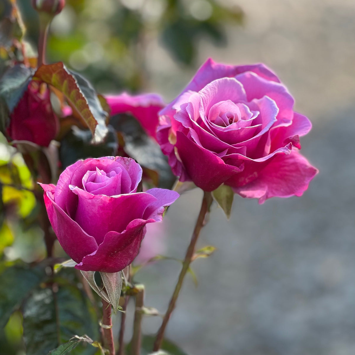 Rose - Barbra Streisand