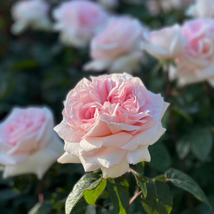 Rose - Francis Meilland