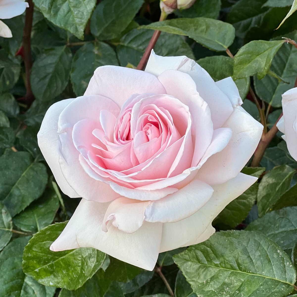 Rose - Francis Meilland