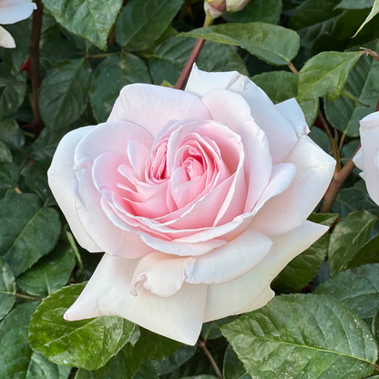 Rose - Francis Meilland