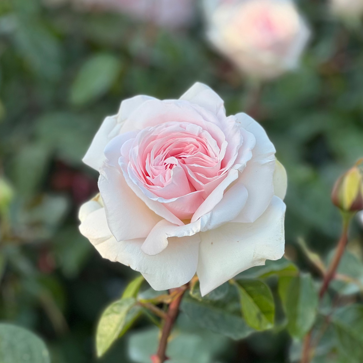Rose - Francis Meilland