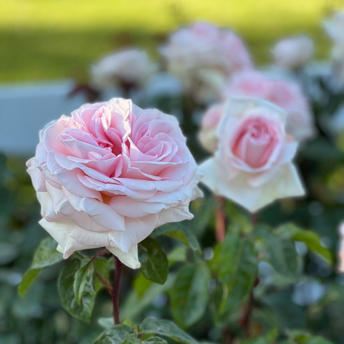 Rose - Francis Meilland