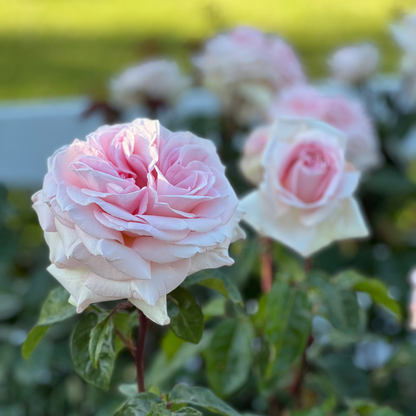 Rose - Francis Meilland