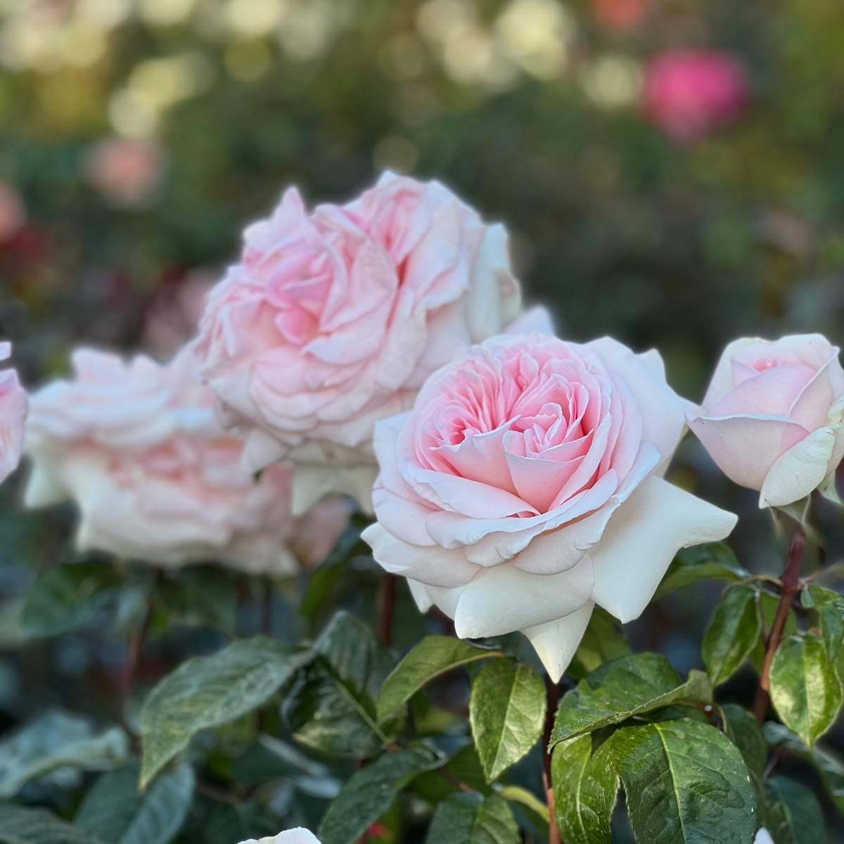 Rose - Francis Meilland