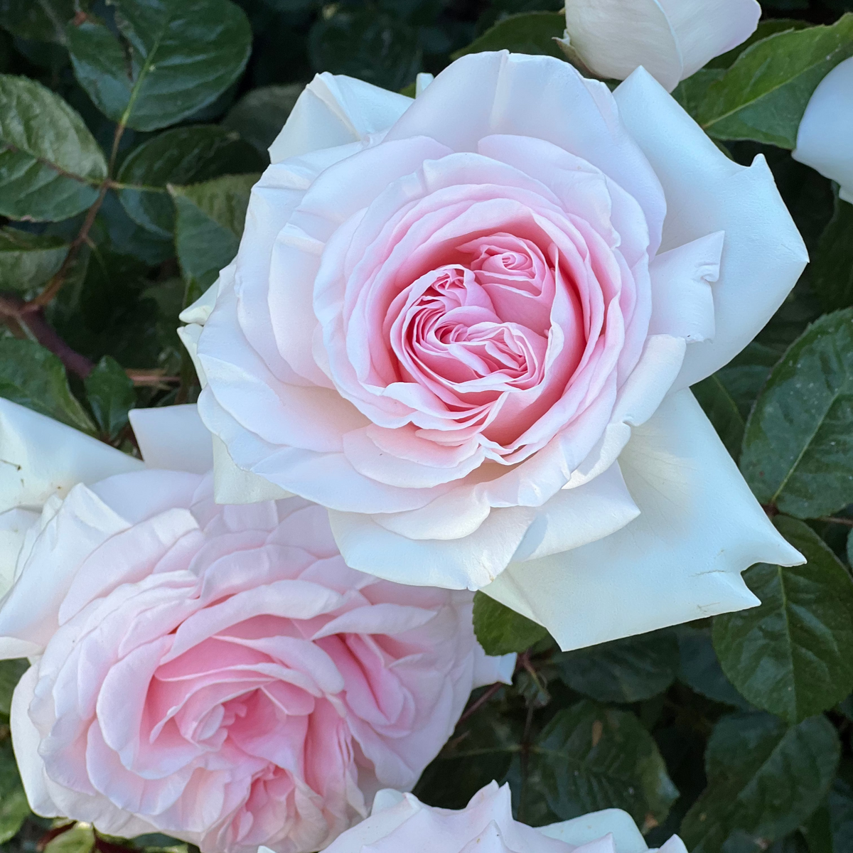Rose - Francis Meilland