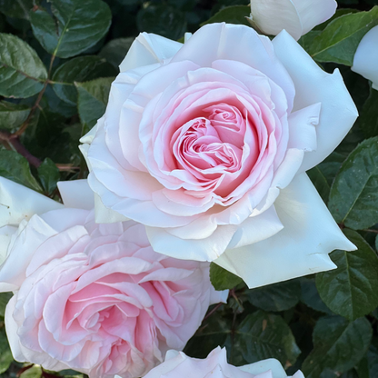 Rose - Francis Meilland