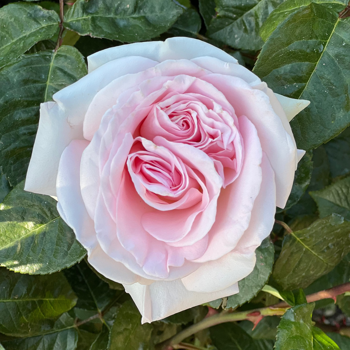 Rose - Francis Meilland