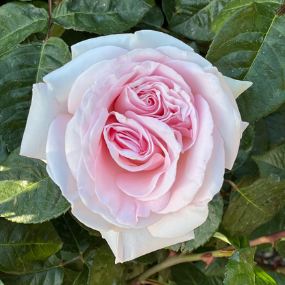 Rose - Francis Meilland