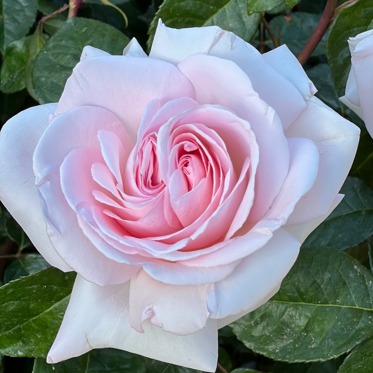 Rose - Francis Meilland