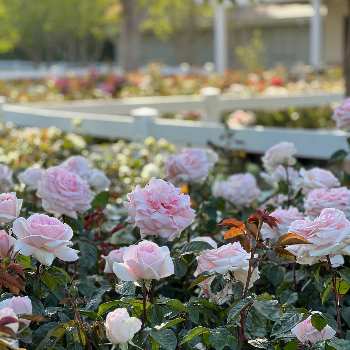 Rose - Francis Meilland