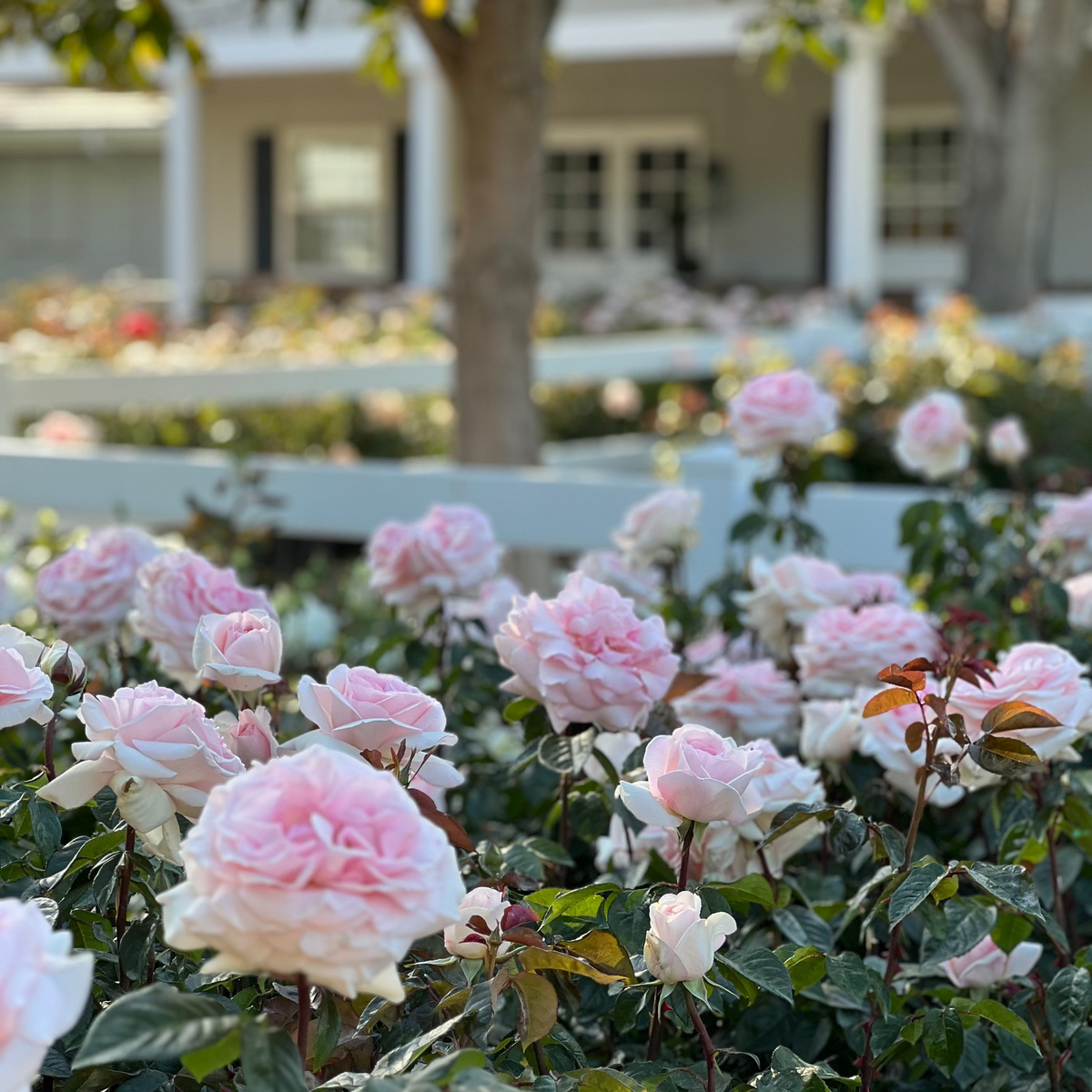 Rose - Francis Meilland