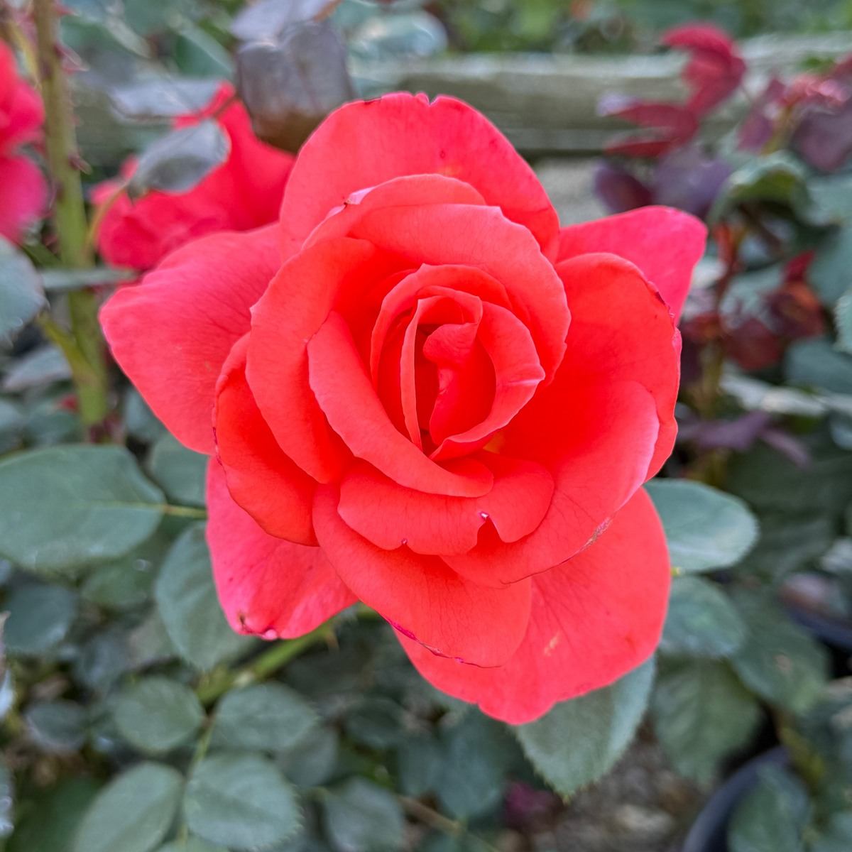 Rose - Lasting Peace
