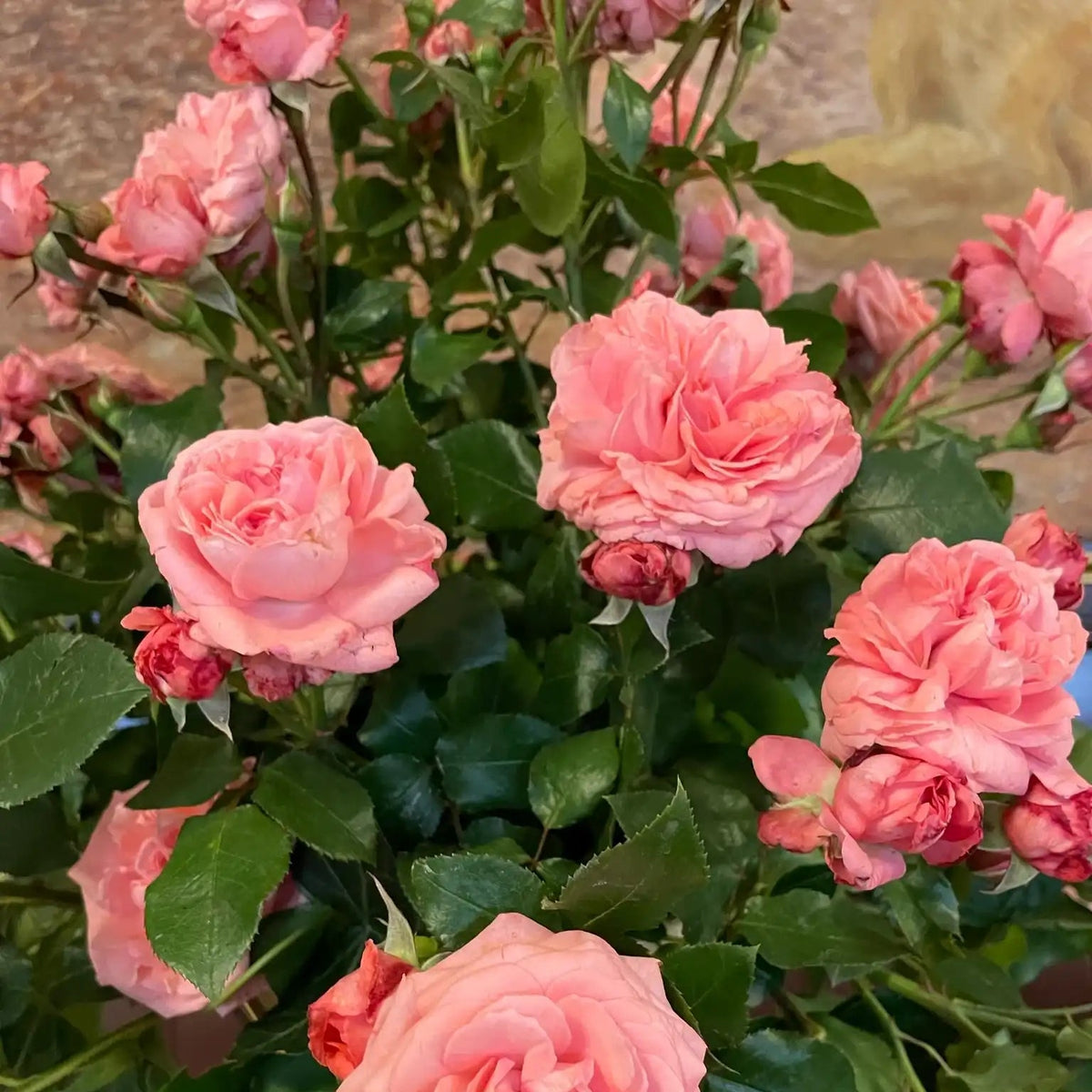 Rose - The Most Beautiful